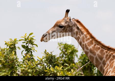 Eine weibliche südliche Giraffe, Giraffa camelopardalis, und Zweige der Baumspitze. Savute Marsh, Chobe National Park, Botswana. Stockfoto