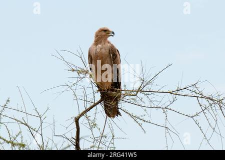 Ein Waldadler, Aquila rapax, der in einem Baumkegel sticht. Samburu-Nationalpark, Kenia. Stockfoto