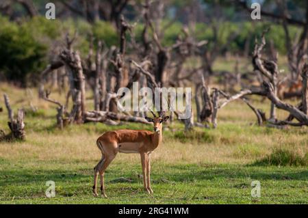 Porträt eines männlichen Impalas, Aepyceros melampus, in einer Landschaft von überfluteten Bäumen. Khwai Konzession Area, Okavango, Botswana. Stockfoto