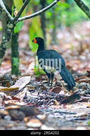 Rotschnabel-Curassow, Crax blumenbachii, männlich, der im brasilianischen Wald am Boden steht - gefährdete Arten Stockfoto