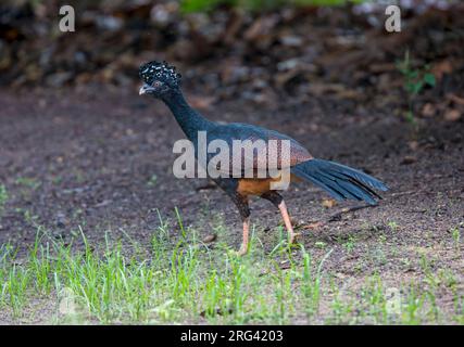 Rotschnabel-Curassow, Crax blumenbachii, eine Frau, die im brasilianischen Wald auf dem Boden wandert - vom Aussterben bedrohte Arten Stockfoto