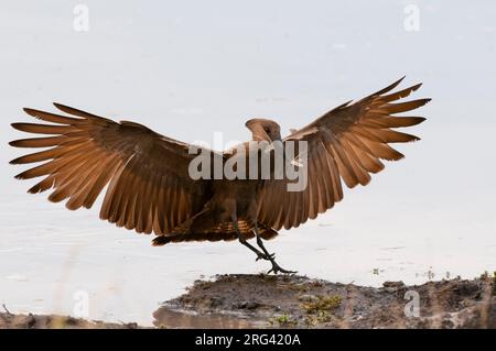 Porträt eines Hammerkops, Scopus umbretta, der mit einer Termite im Schnabel landete. Khwai Konzession Area, Okavango, Botswana. Stockfoto