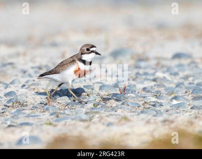 Doppelbandpfeifer (Charadrius bicinctus bicinctus) in Neuseeland. Auch bekannt als Banded Dotterel oder Pohowera. Stockfoto