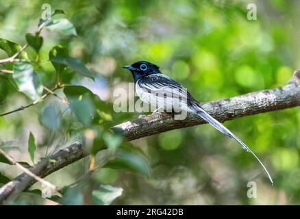 Madagassischer Paradiesschnäpper (Terpsiphone mutata) im tropischen Wald auf Madagaskar. Männliche weiße Morph. Stockfoto