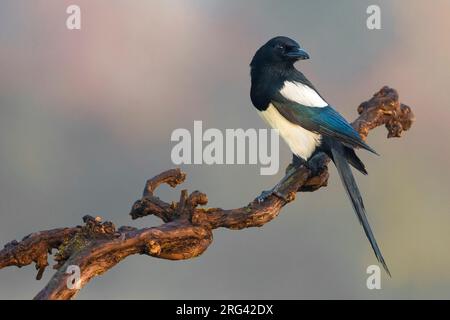 Eurasische Magpie (Pica pica) auf einem schönen Ast in Italien. Stockfoto