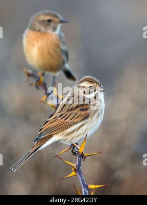 Common Reed Bunting (Emberiza schoeniclus) in Italien. Mit weiblichem Stonechat im Hintergrund. Stockfoto