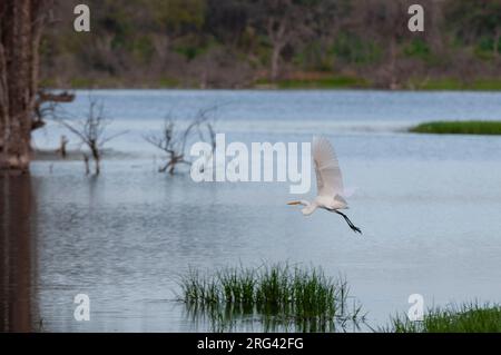 Ein Silberreiher, Ardea alba, der über das Okavango-Delta fliegt. Khwai-Konzession, Okavango-Delta, Botswana. Stockfoto