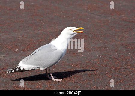 Europäische Heringsmöwe (Larus argentatus), Erwachsener, der laut ruft Stockfoto