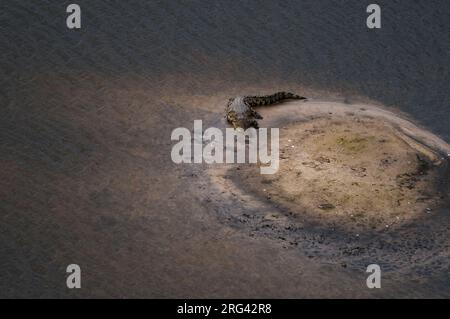 Luftaufnahme eines Nilkrokodils, Crocodylus niloticus, das auf einer Bank ruht. Okavango Delta, Botswana. Stockfoto