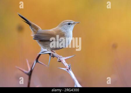 Cetti's Warbler, Cettia cetti, hoch oben auf einem Zweig in Italien. Stockfoto