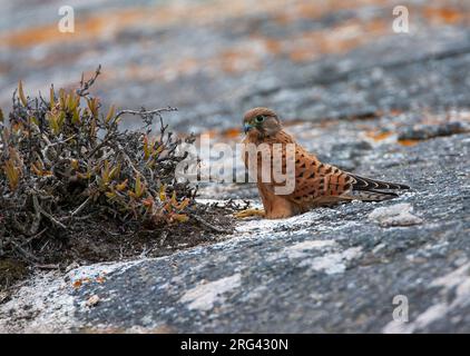 Erwachsener Rock Kestrel (Falco rupicolus) hoch oben auf einem Felsen in Südafrika. Stockfoto