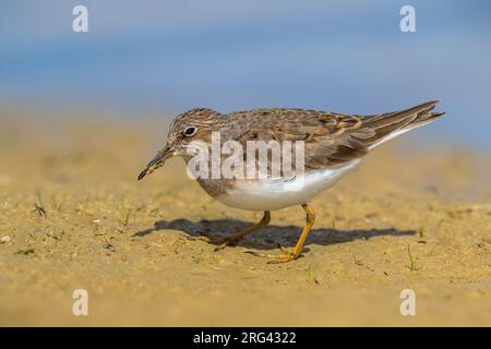 Temmincks Strandloper, temminck's Stint, Calidris temminckii Stockfoto