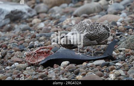Große Möwe mit schwarzem Rücken (Larus marinus), Juvenile isst einen toten Schweinswalen an einem Strand in Hornbæk, Dänemark Stockfoto