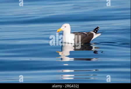 Erwachsene Kelpmöwe (Larus dominicanus antipodus) in Neuseeland. Schwimmen auf See. Stockfoto