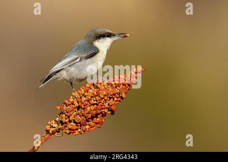 Erwachsene Pygmy Nuthatch, Sitta Pygmaea Los Alamos County, USA, im Winter Stockfoto