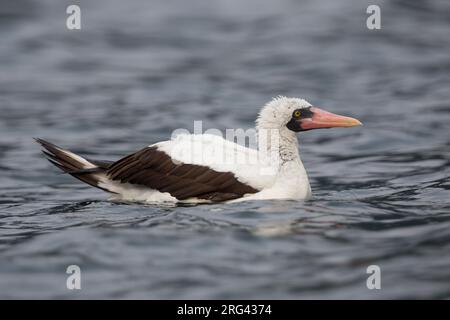 Nazca Booby (Sula Granti) in Bahia Solano, Choco, Kolumbien. Stockfoto