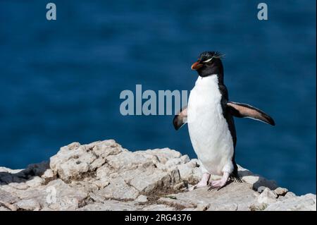 Ein Steintrichter Pinguin, Eudytes chrysocome, zu Fuß. Pebble Island, Falkland Islands Stockfoto