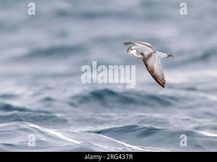 Fairy Prion (Pachyptila turtur) fliegt über den Ozean vor der Küste von Kaikoura in Neuseeland. Stockfoto