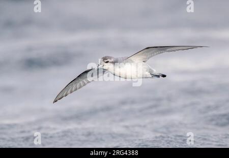 Fairy Prion (Pachyptila turtur) fliegt über den Ozean vor der Küste von Kaikoura in Neuseeland. Stockfoto