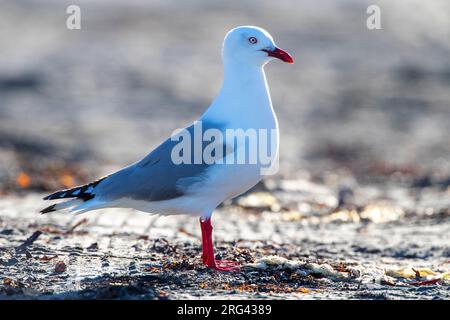 Erwachsene Möwe (Chroicocephalus novaehollandiae scopulinus) auf Südinsel in Neuseeland. Auf dem Boden stehen. Stockfoto