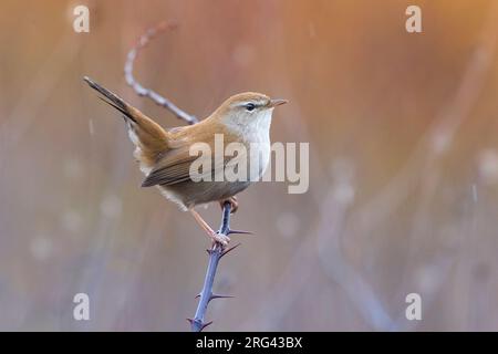 Cetti's Warbler, Cettia cetti, hoch oben auf einem Zweig in Italien. Stockfoto