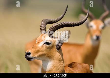 Männlicher Uganda Kob (Kobus kob thomasi) in Uganda. Aus nächster Nähe gesehen, mit verdrehten Hörnern. Stockfoto