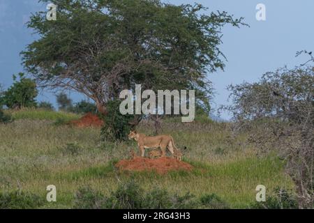 Eine Löwin, Panthera leo, und seine vier Jungen auf einem Termitenhügel. Voi, Tsavo, Kenia Stockfoto