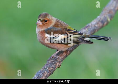 Mannetje Vink op een Tak; Männliche gemeinsame Buchfink auf einem Ast sitzend Stockfoto