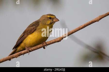 gelbstirnkanarienvogel (Serinus mozambicus), der in einen Baum eingeführt und hochgehoben wurde Stockfoto