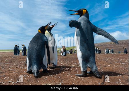 Königspinguine, Aptenodytes patagonica, kämpfen. Volunteer Point, Falkland Islands Stockfoto