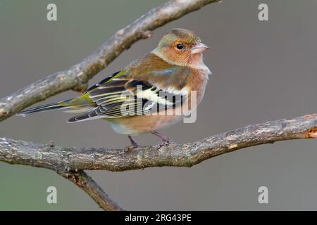 Mannetje Vink op een Tak; Männliche gemeinsame Buchfink auf einem Ast sitzend Stockfoto