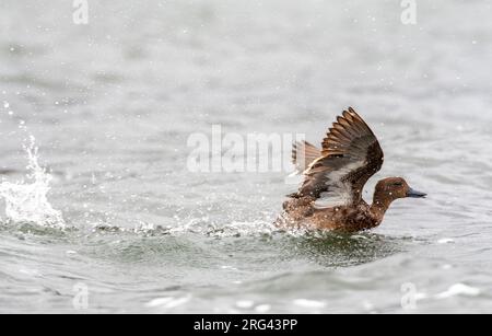 Anden-Teal (Anas andium) an einem See im Antisana-Reservat, Ecuador. Stockfoto