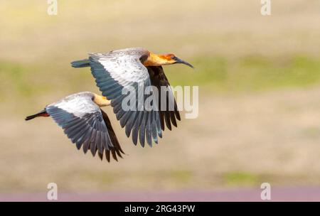 Andenibis (Theristicus branickii) im Naturschutzgebiet Antisana in Ecuador. Es galt als Unterart von Schwarzgesichtenibis. Stockfoto