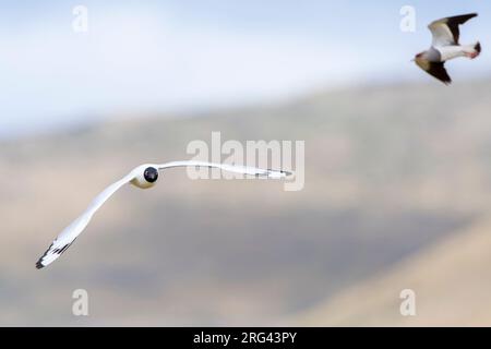 Erwachsene Andenmöwe (Chroicocephalus serranus) im Brutgefieder. Fliegen in Antisana Ökologisches Reservat in den hohen Bergen Ecuadors. Mit Souther Stockfoto