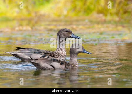 Ein Paar Andenteals (Anas andium), die an einem See im Antisana-Reservat, Ecuador, schwimmen. Männliche Teal im Hintergrund, Weibchen im Vorderteil. Stockfoto