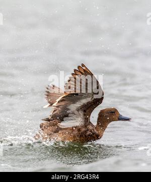 Anden-Teal (Anas andium) an einem See im Antisana-Reservat, Ecuador. Stockfoto