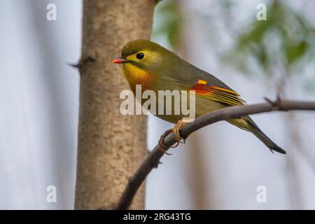 Japanischen Nachtegaal; Red-billed Leiothrix Stockfoto