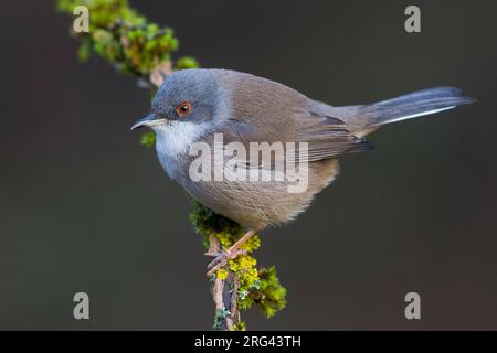 Weibliche sardische Warbler Stockfoto