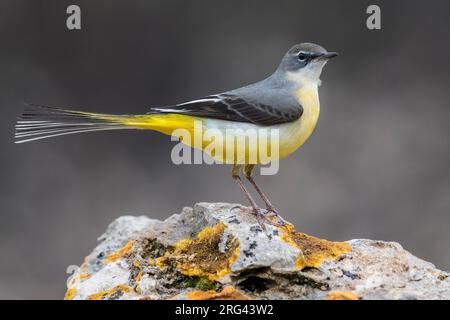 Grauer Wagtail (Motacilla cinerea), Erwachsener auf einem Felsen Stockfoto