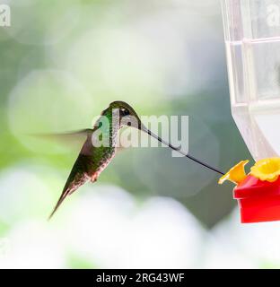 Kolibri (Ensifera ensifera) in Ecuador. Futtersuche auf einem Kolibri-Futterhäuschen. Stockfoto