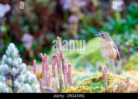 Tawny Antpitta (Grallaria quitensis quitensis) am Papallacta-Pass in Ecuador. Auf dem Boden stehend in Paramovegetation. Stockfoto