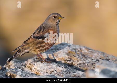 Alpine Accentor (Prunella collaris) auf einem Felsen in Italien. Stockfoto