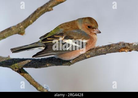 Mannetje Vink op een Tak; Männliche gemeinsame Buchfink auf einem Ast sitzend Stockfoto