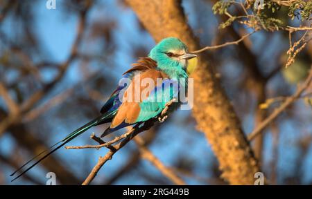 Erwachsener Abessinian Roller, Coracias abyssinicus, hoch oben auf einem Baum im Osten der Stadt, Afar, Äthiopien. Stockfoto