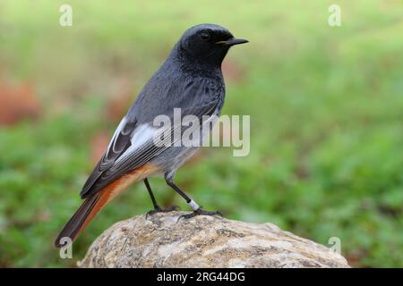 Zwarte Roodstaart mannetje zittend op Rots; Black Redstart männlichen auf Felsen Stockfoto