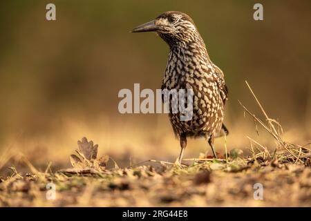 Fleckenknacker; Nucifraga caryocatactes Stockfoto