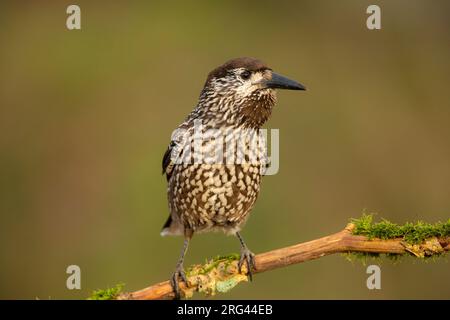 Fleckenknacker; Nucifraga caryocatactes Stockfoto