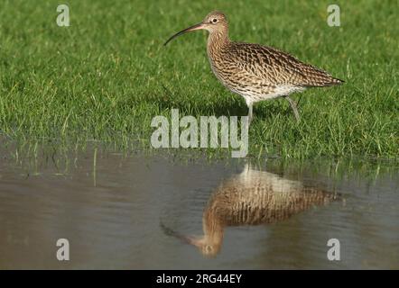 Eurasischer Curlew (Numenius arquata) wintert auf einer Wiese in den Niederlanden. Stockfoto