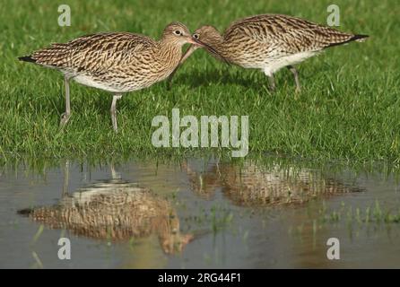 Eurasischer Curlew (Numenius arquata) wintert auf einer Wiese in den Niederlanden. Stockfoto