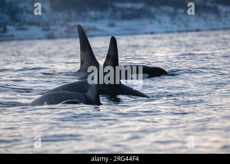 Familie von Orcas oder Killerwalen (Orcinus orca), im Abendlicht, mit dem Meer und einem schneebedeckten Berg als Hintergrund, in einem norvegischen Fjord. Stockfoto